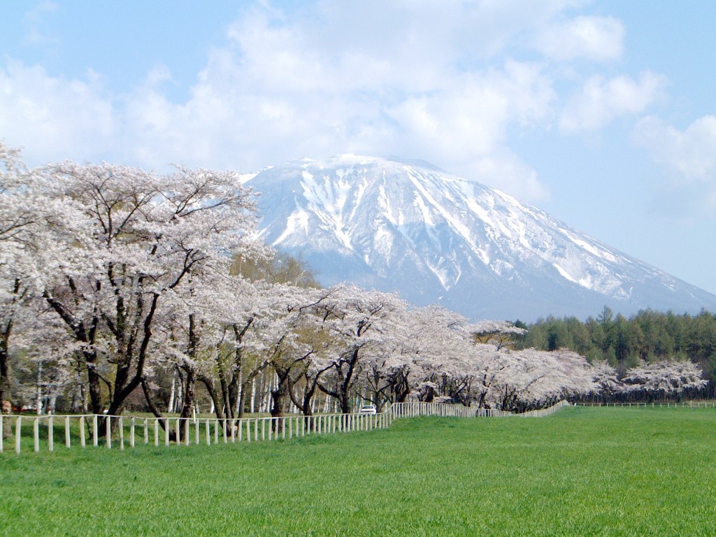 ５月県道桜並木